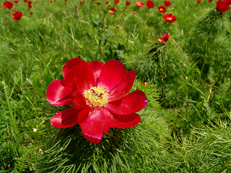 Изображение особи Paeonia tenuifolia.