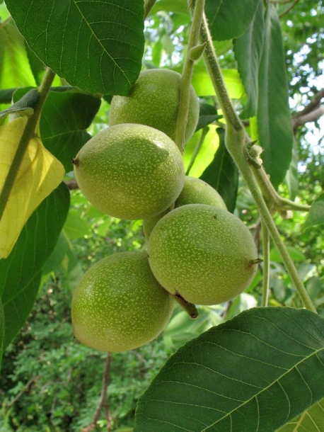 Image of Juglans mandshurica specimen.