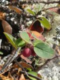 Cotoneaster × antoninae. Ветвь со зрелыми плодами. Карелия, п-ов Киндо, бухта Биофильтров. 11.09.2009.