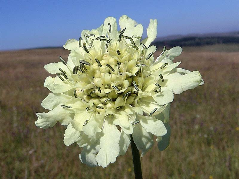 Image of Cephalaria gigantea specimen.