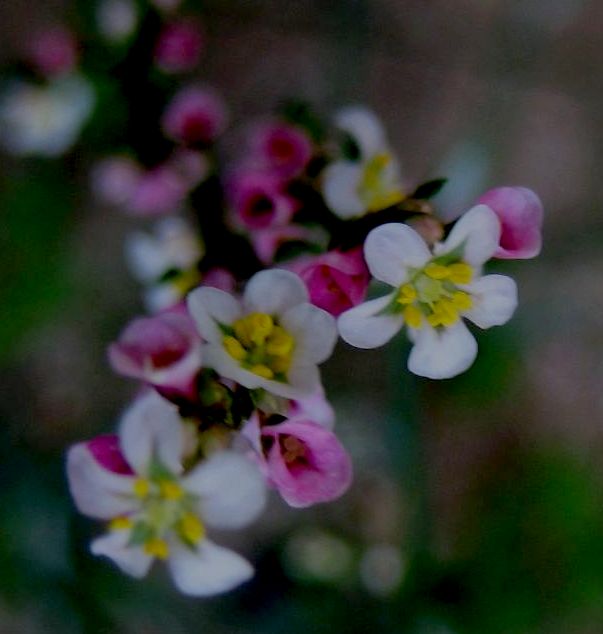 Изображение особи род Polygonum.