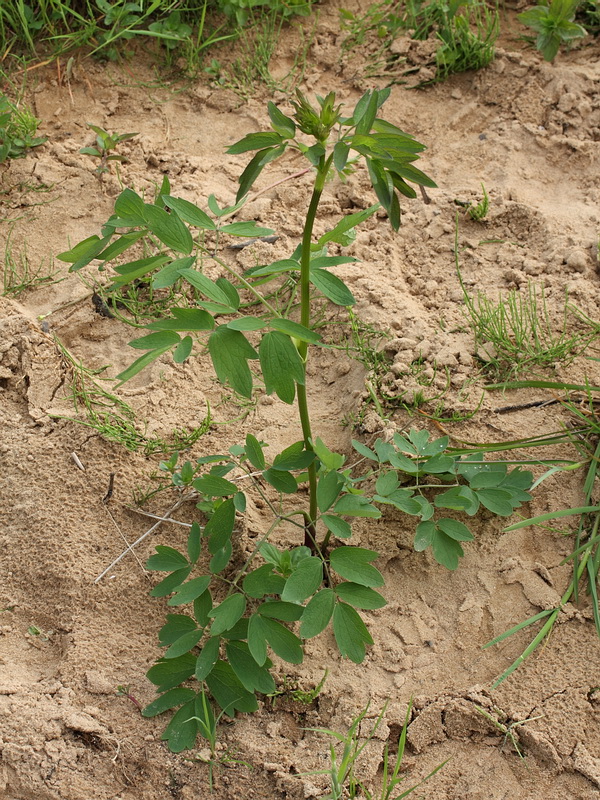 Изображение особи Thalictrum flavum.