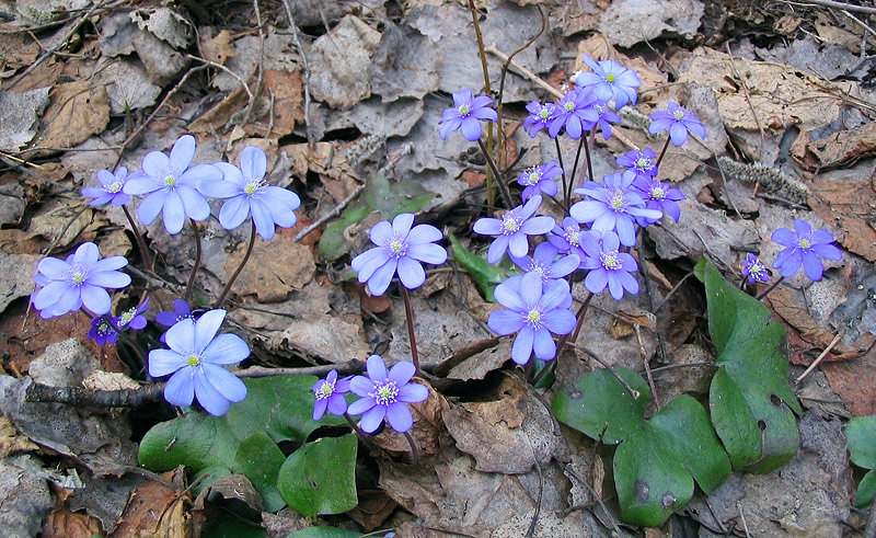 Image of Hepatica nobilis specimen.