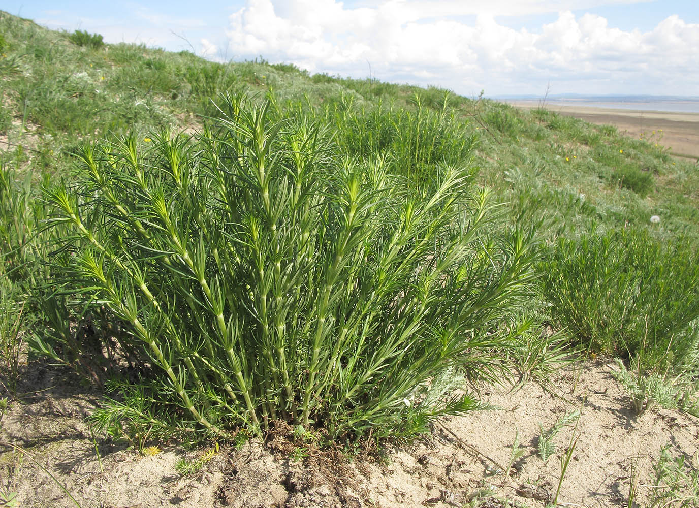 Image of Galium verum specimen.