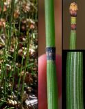 Equisetum hyemale