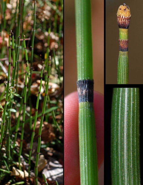 Изображение особи Equisetum hyemale.