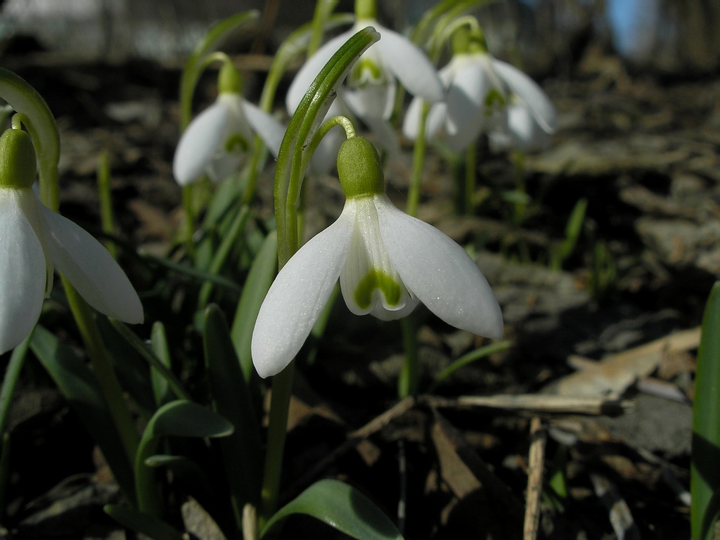 Изображение особи Galanthus nivalis.