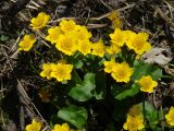 Caltha palustris