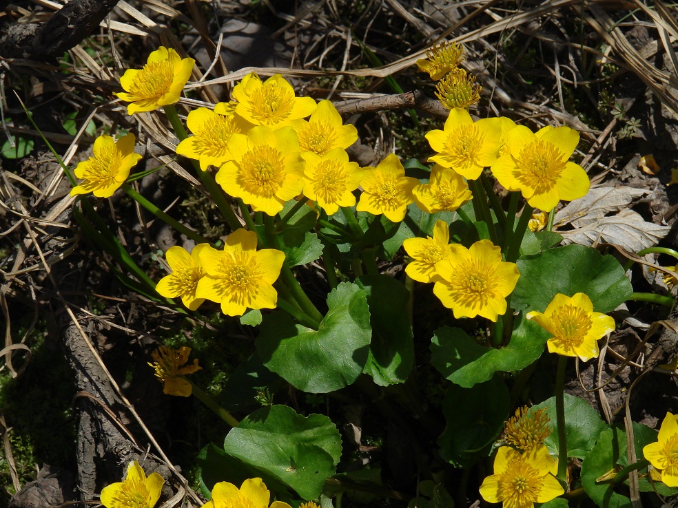 Image of Caltha palustris specimen.