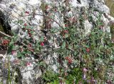 Cotoneaster integerrimus