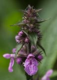 Stachys palustris