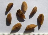 Ilex stenocarpa