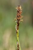 Carex panicea