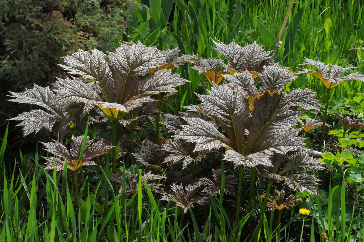 Image of Rodgersia podophylla specimen.