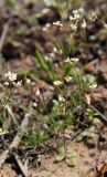 Erophila verna