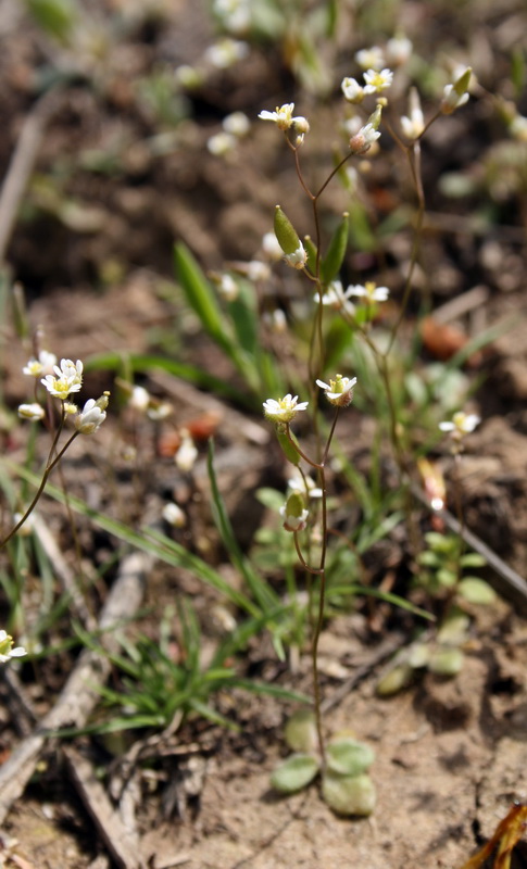 Изображение особи Erophila verna.