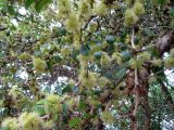 Dovyalis caffra. Ветви цветущего растения. Австралия, г. Брисбен, ботанический сад. 12.09.2015.