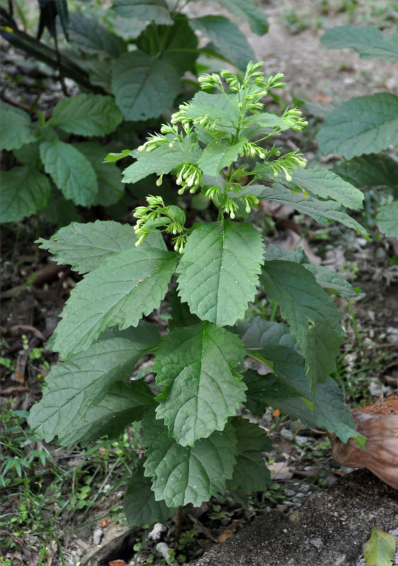 Image of Clerodendrum calamitosum specimen.