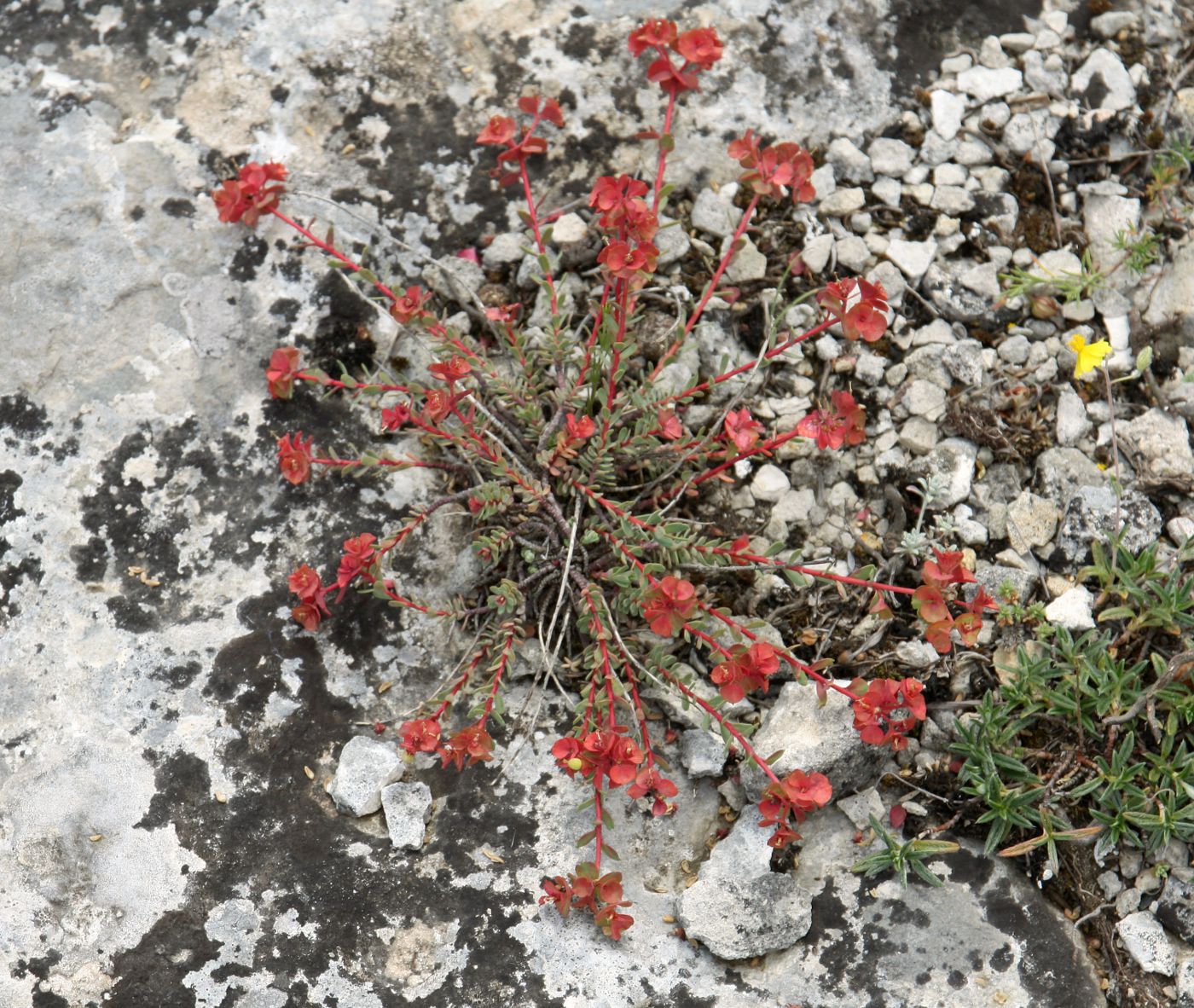 Image of Euphorbia petrophila specimen.