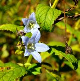 Gadellia lactiflora. Цветки. Адыгея, плато Лаго-Наки, тропа к перевалу Гузерипль. 19.09.2015.