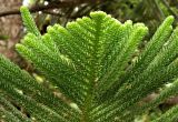 Araucaria heterophylla