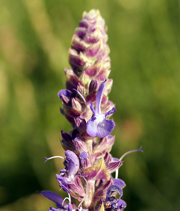 Изображение особи Salvia deserta.