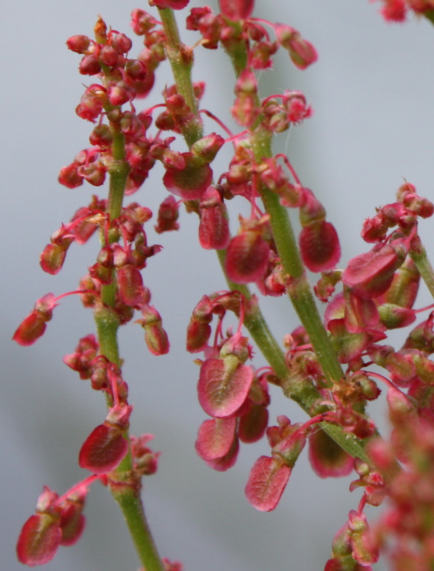 Изображение особи Rumex thyrsiflorus.