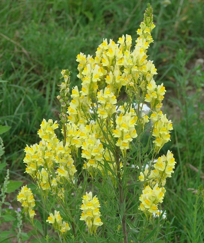 Изображение особи Linaria vulgaris.