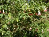 genus Brugmansia