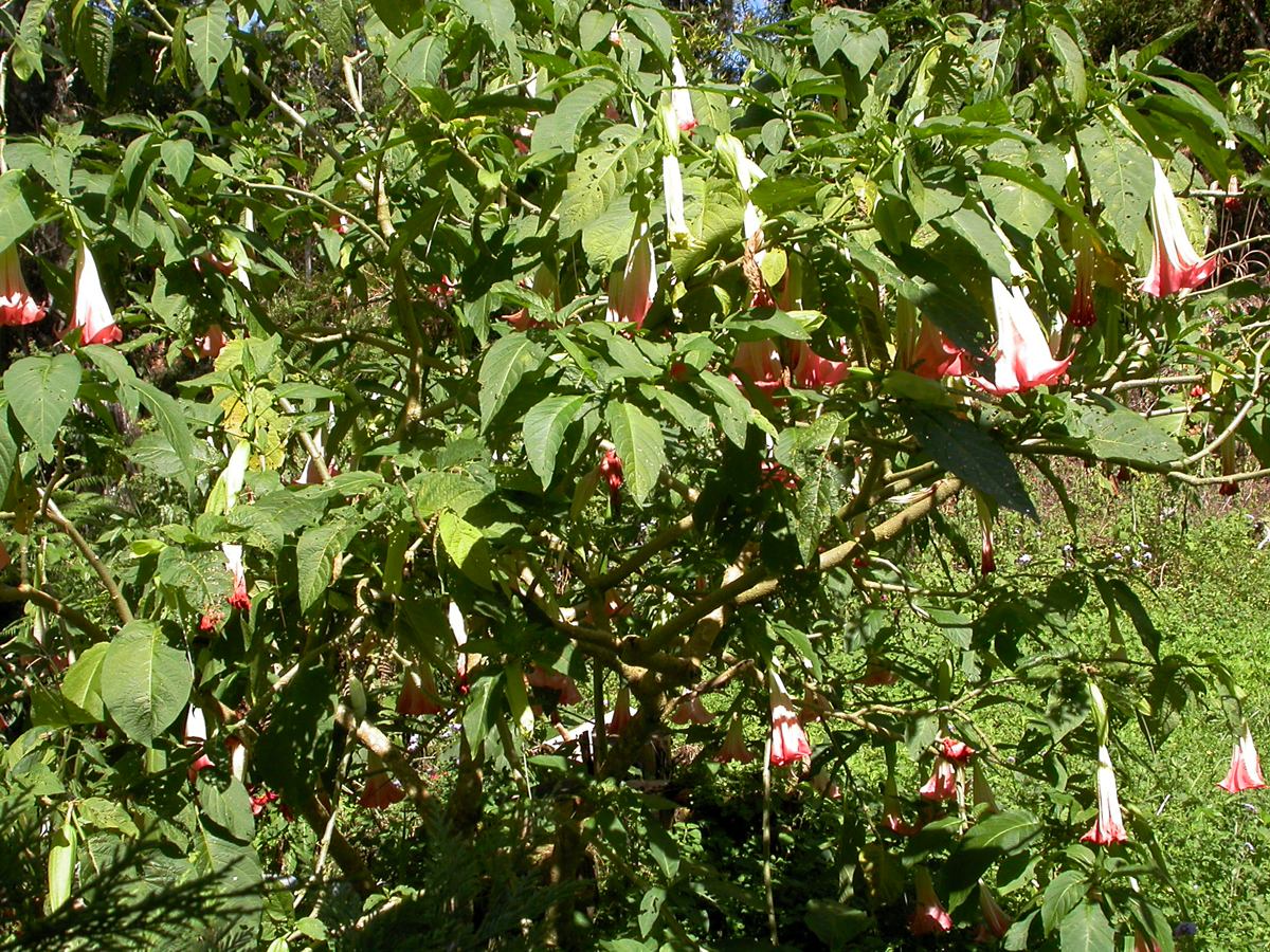 Image of genus Brugmansia specimen.