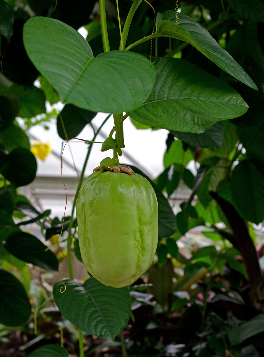 Image of Passiflora quadrangularis specimen.