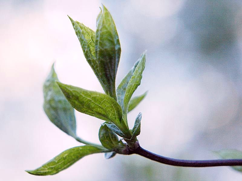 Image of Philadelphus coronarius specimen.