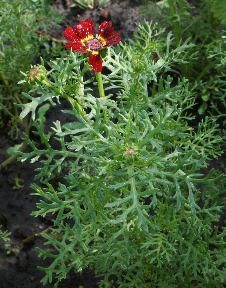 Image of Ismelia carinata specimen.