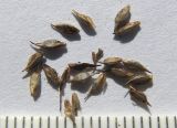 Carex capillaris