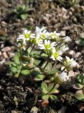 Erophila verna