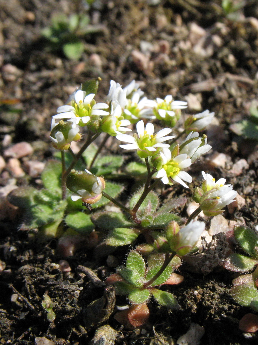 Изображение особи Erophila verna.