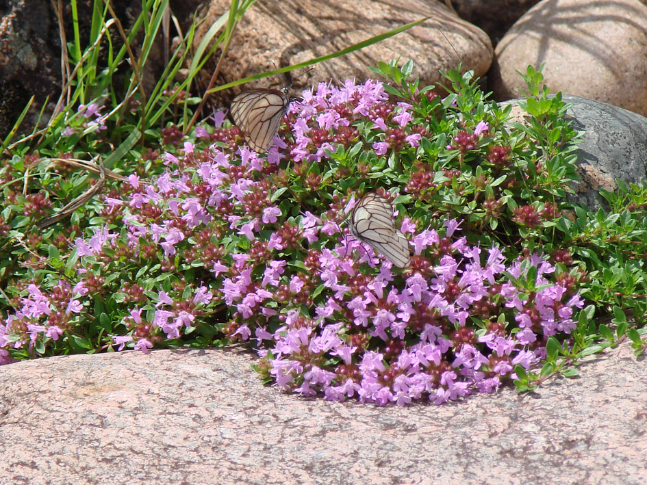 Изображение особи Thymus mongolicus.