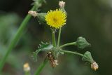 Sonchus asper. Верхушка побега с нераспустившимся, распустившимся и отцветшими соцветиями (на отцветшем соцветии - муха-журчалка). Ленинградская обл., Всеволожский р-н, окр. пос. Куйвози, садоводство. 14.08.2015.