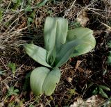 Himantoglossum caprinum