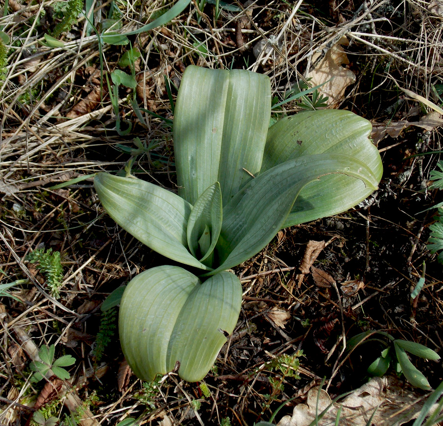 Image of Himantoglossum caprinum specimen.