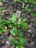 Pyrola minor