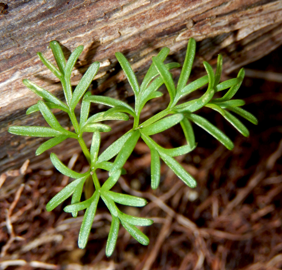 Image of Bunium microcarpum specimen.