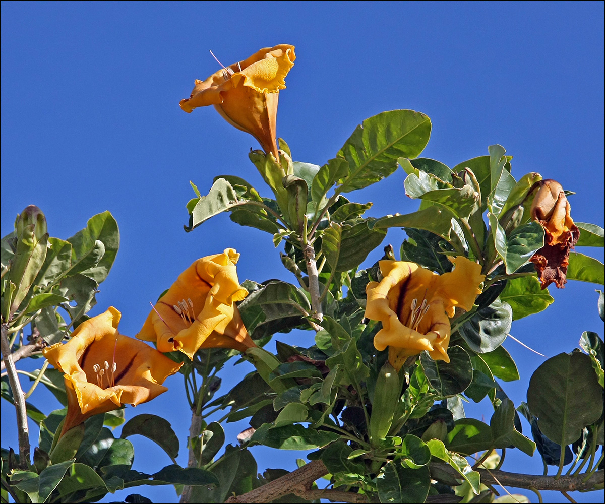 Image of Solandra maxima specimen.