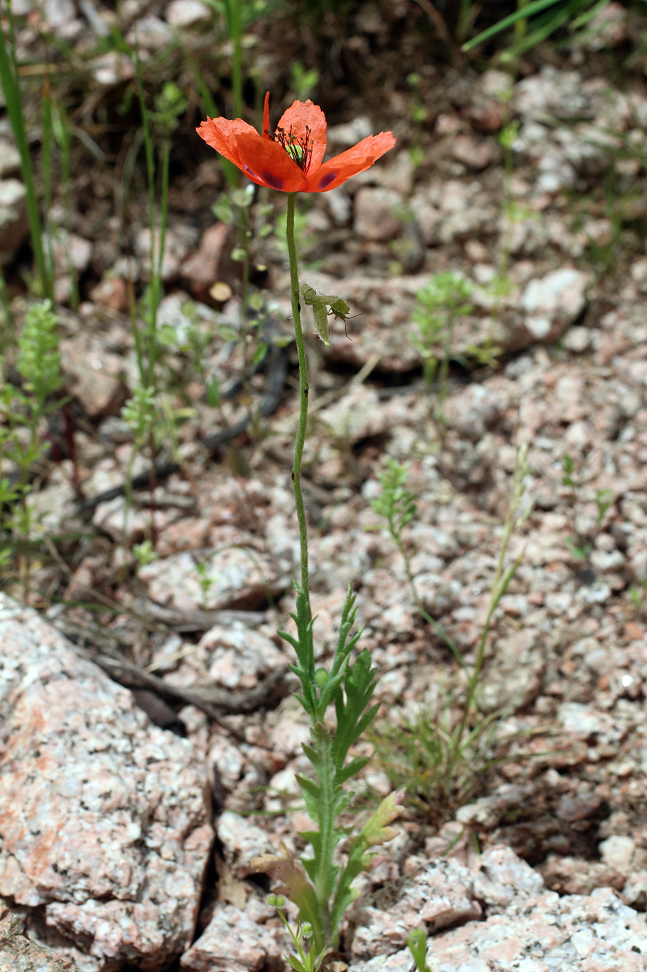 Изображение особи Papaver litwinowii.