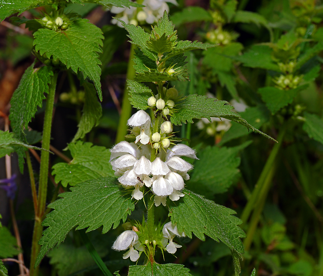 Image of Lamium album specimen.