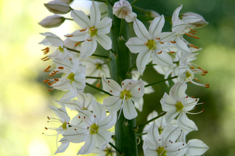 Изображение особи Eremurus robustus.