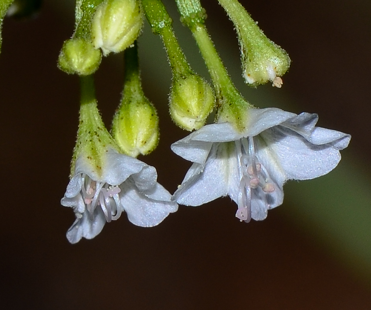 Image of Commicarpus plumbagineus specimen.