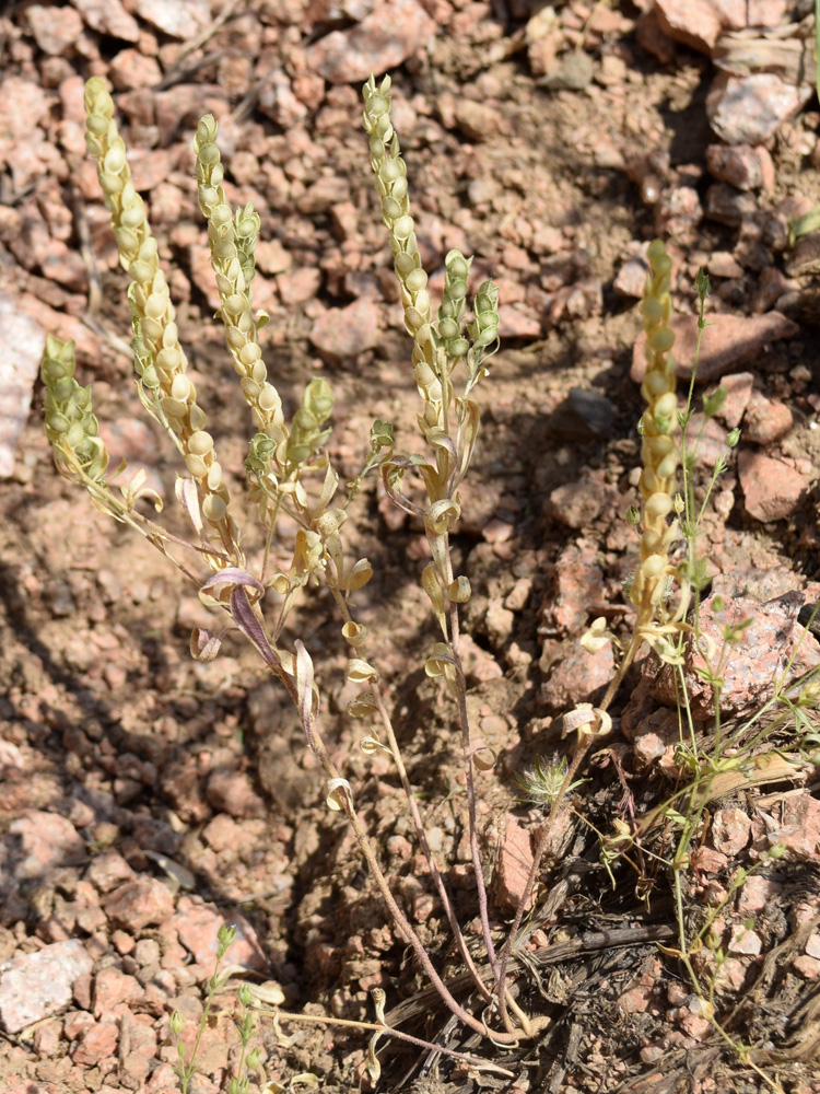 Image of Alyssum stenostachyum specimen.