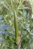 Dracunculus vulgaris