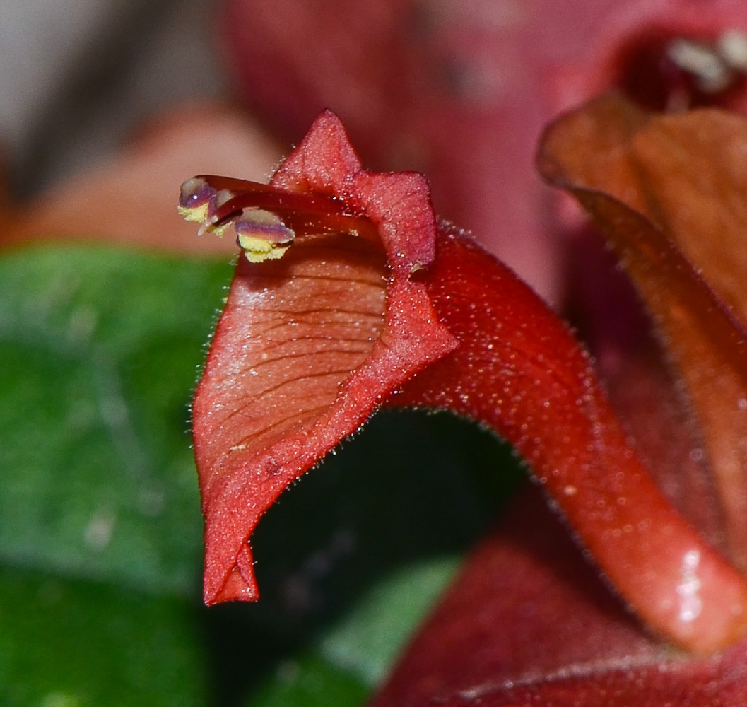 Изображение особи Holmskioldia sanguinea.